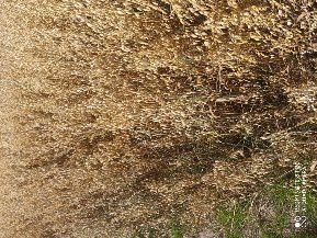 Owies jary ..2025 rok po centrali