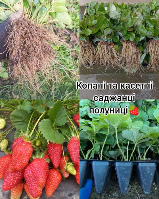 КопаніСаджанці великоплідної полуниці,Касетні