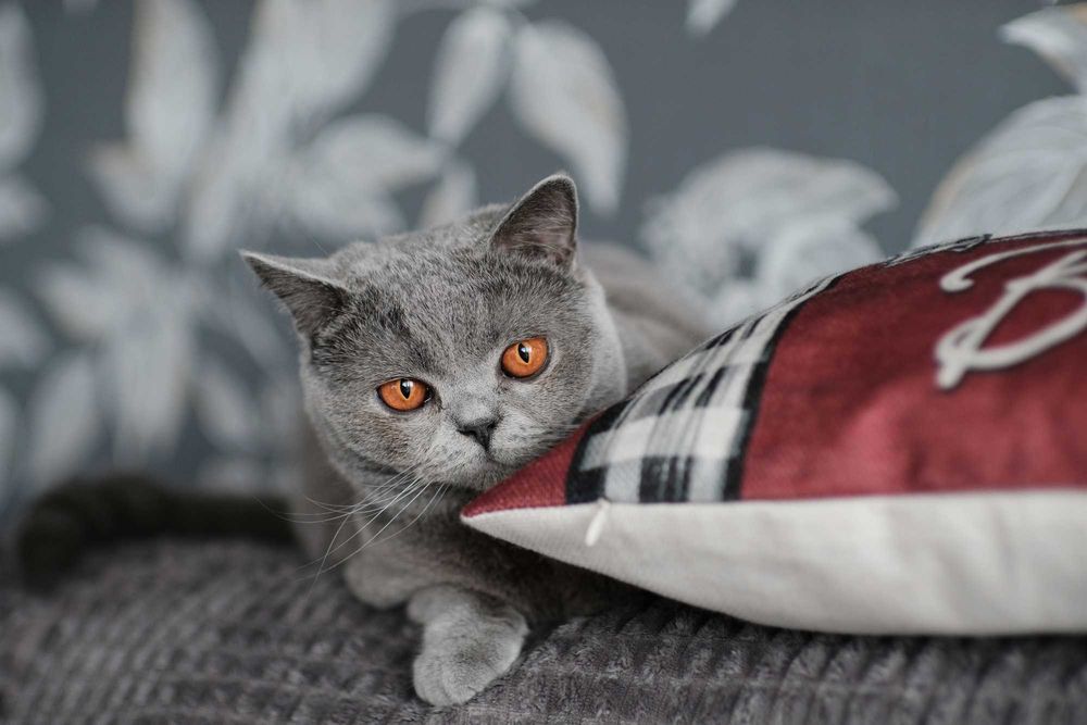 kamlan mk II   50mm f1.1 xf