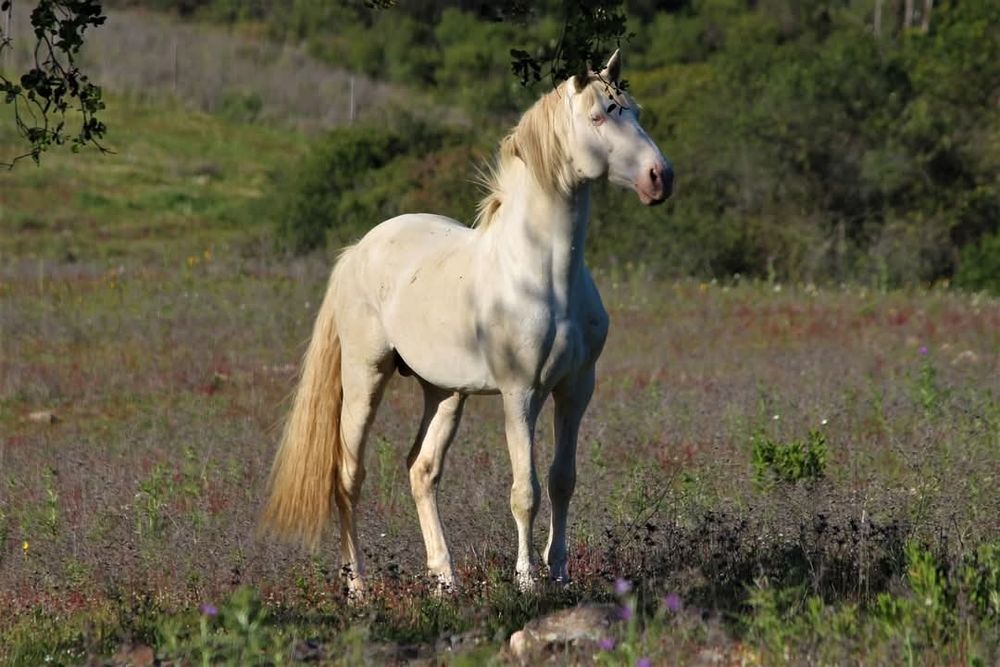 Garanhao lusitano pontuado