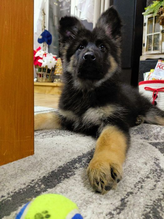 Suczka Owczarek Niemiecki Długowłosy