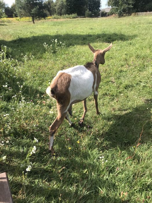 Продаються дійні кози