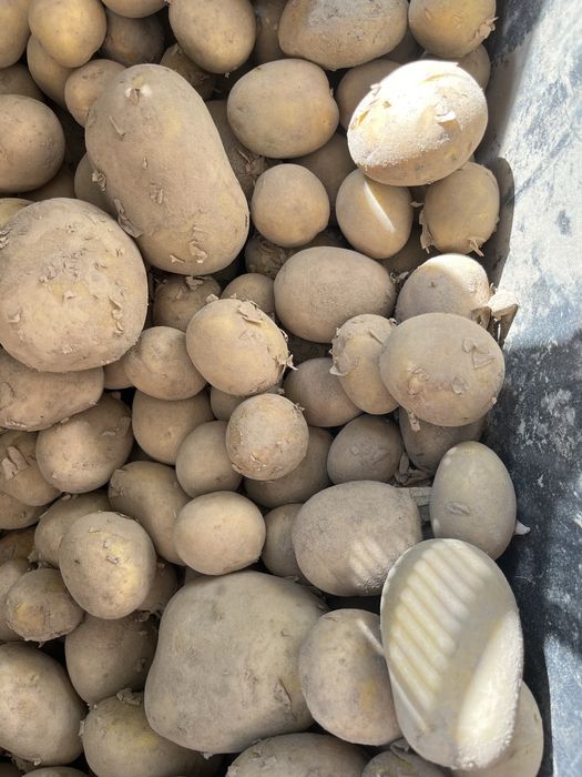 Warzywa z własnej uprawy ziemniaki, buraki, marchew, dynie