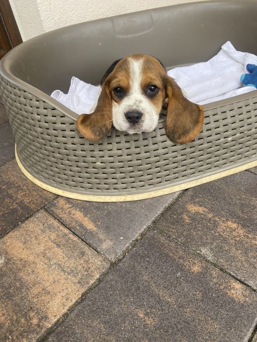 Beagle Tricolor! Wybitne z rodowodem!!