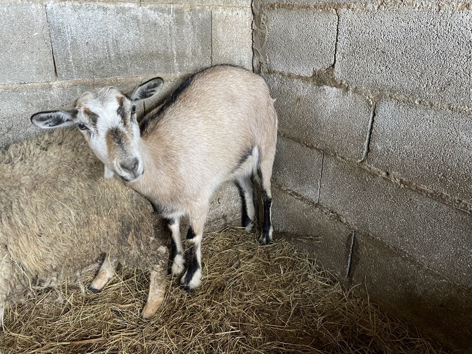 Cabra nova prenha