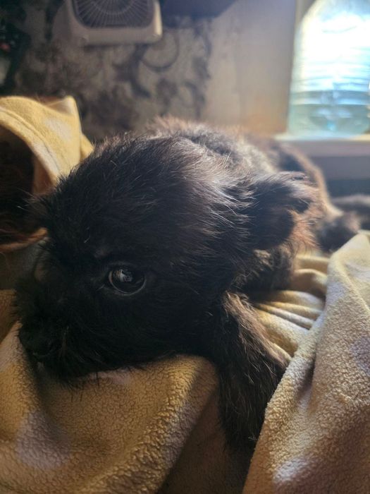 Необычный мальчик метис