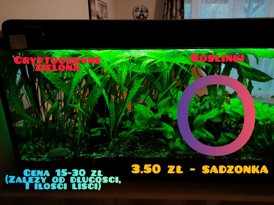 Cryptocoryne zielona i roślinki