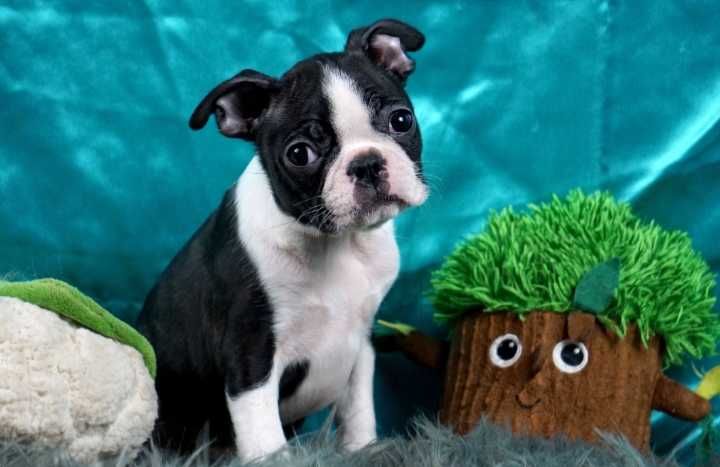 Boston terrier disponível