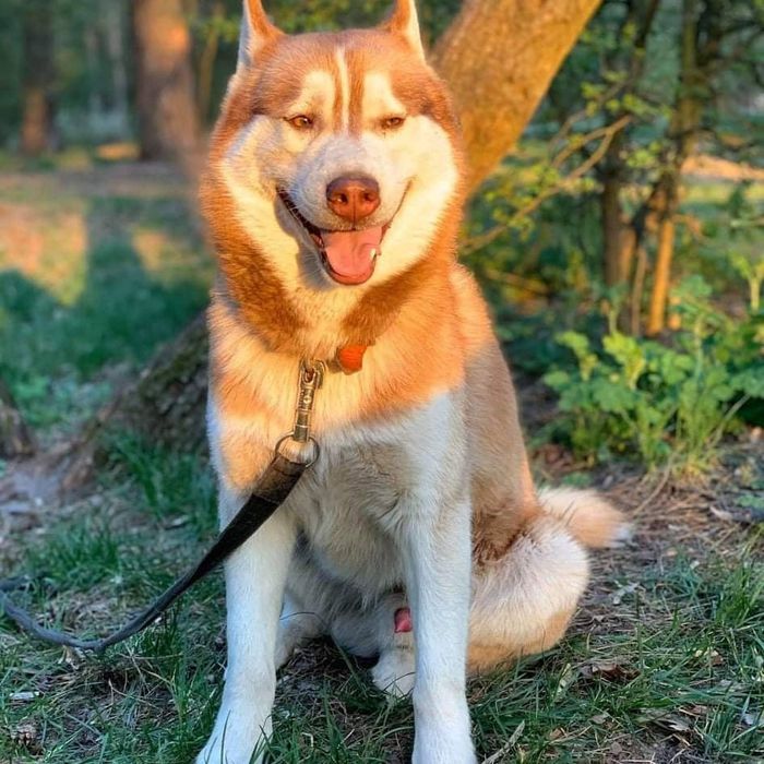 Сибирские хаски щенки