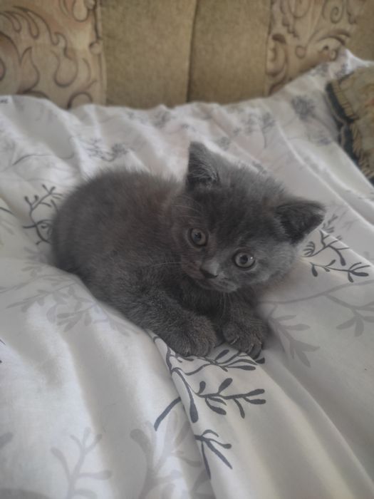 Котики шотландські