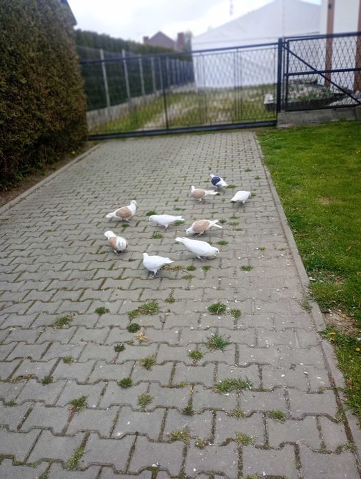 Śląskie tarczowe