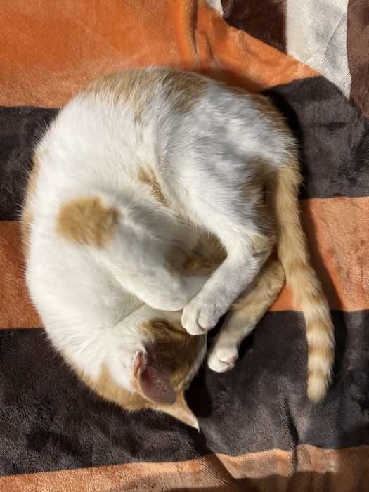 Znaleziona/ Do oddania kicia