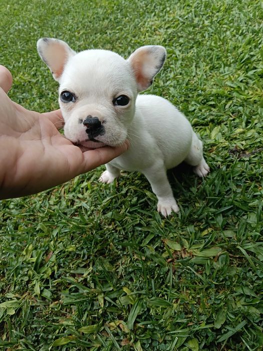 Bulldog francês macho