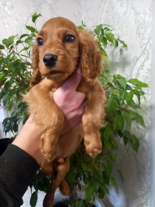 Очень милый парень спаниель