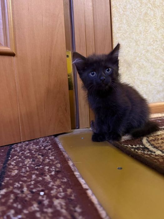 Віддам кошенят в добрі руки