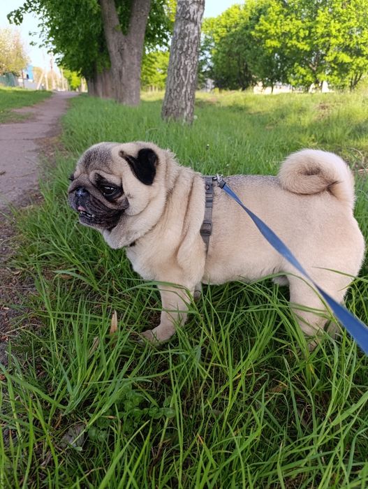 Мопс, хлопчик,  дорослий