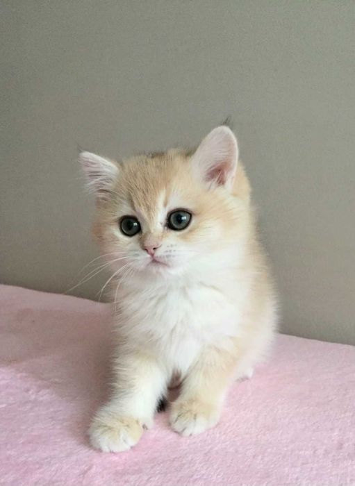 Kotka  niebieska złota szynszyla