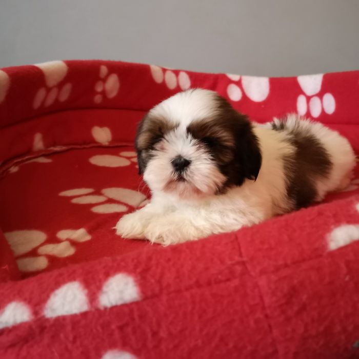 ***   Shih Tzu z domowej hodowli.  ***