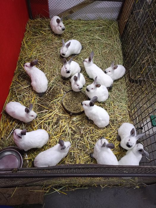 Króliki kalifornijskie