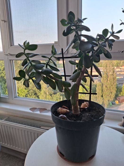 Грошове дерево Товстянка