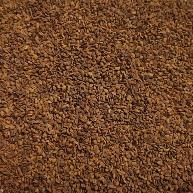 Facelia Błękitna możliwa wysyłka