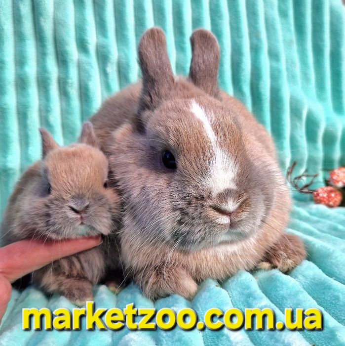 Netherland Dwarf хлопчик окрасу кремовий мардер — ніжність і рідкість