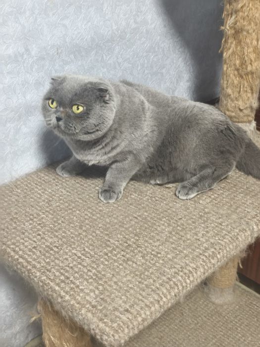 Шотландська дівчинка