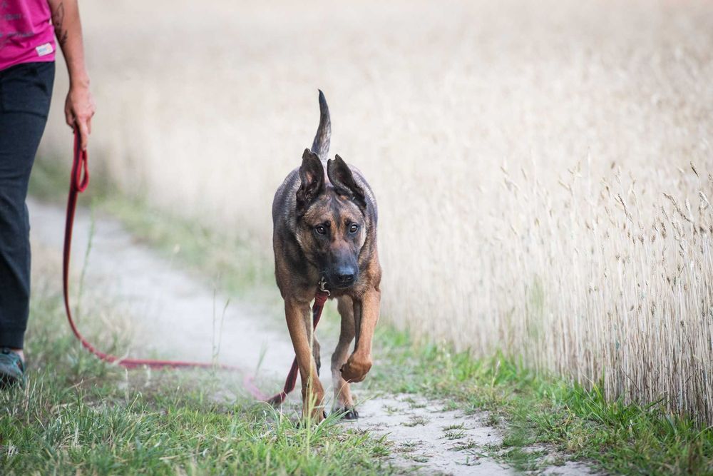 Waleczny Mars szuka swoich ludzi - psiak w typie belg malinois