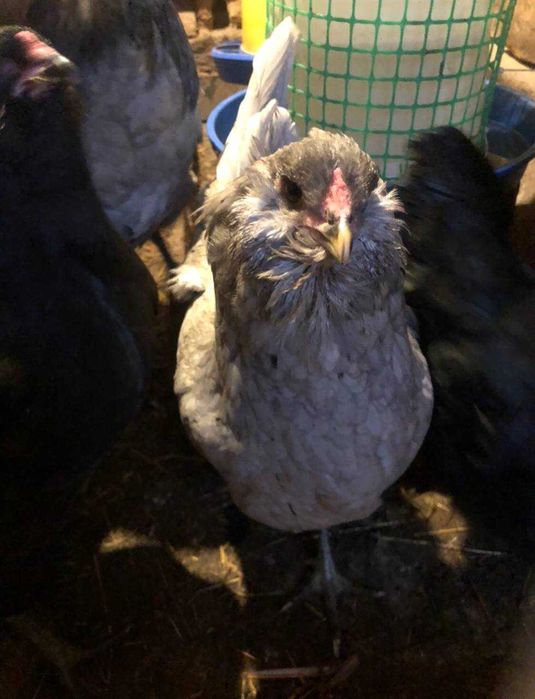 Інкубаційні яйця Амераукана