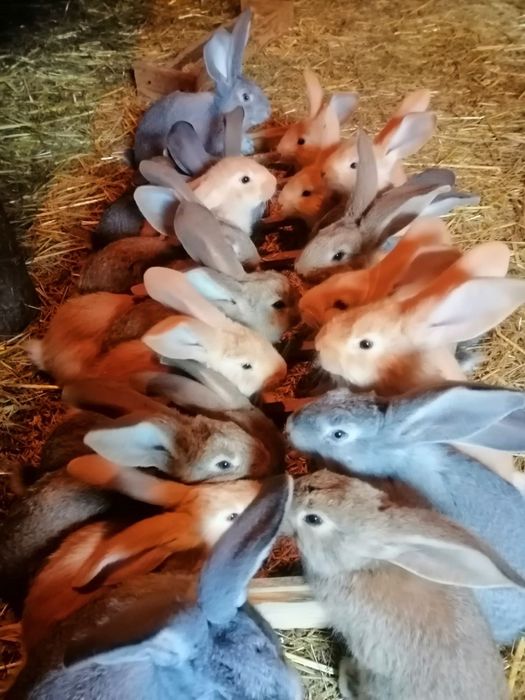 Кролі та кроленята