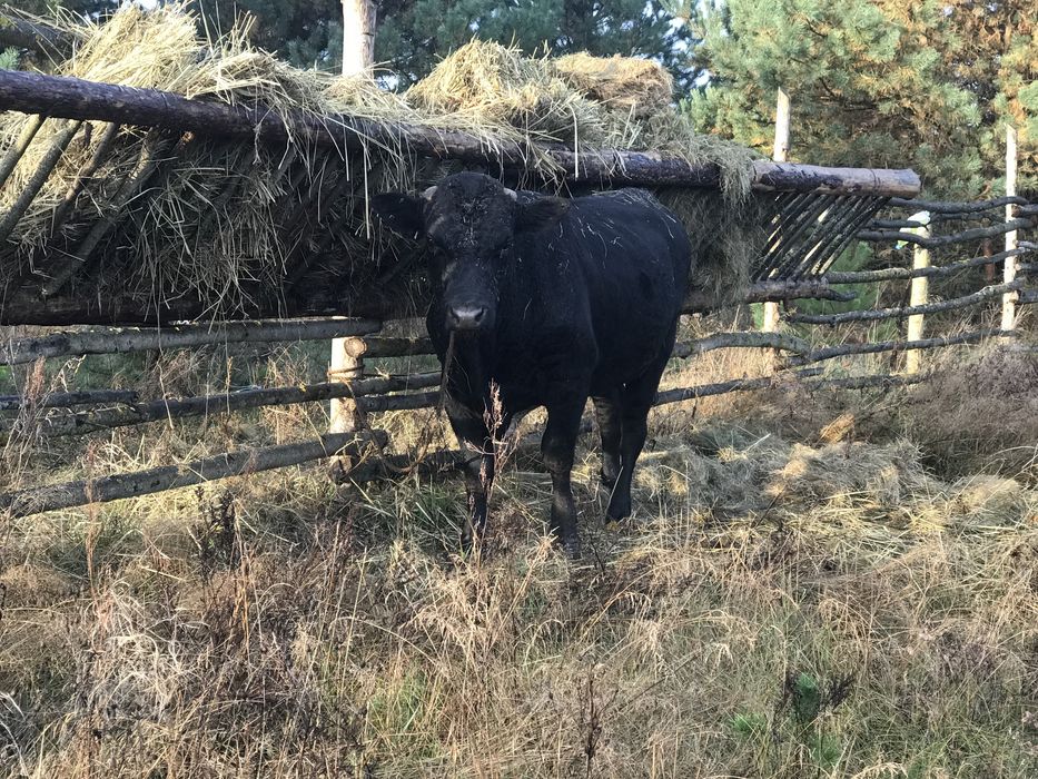 Продам бика , деталі за телефоном