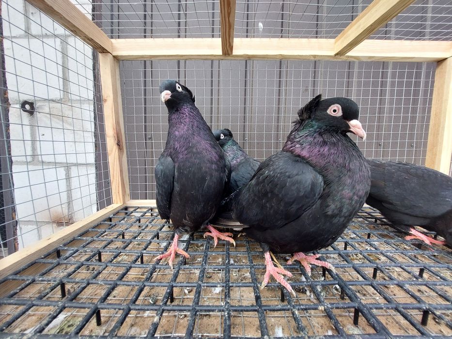 Gołębie wyszfance czarne