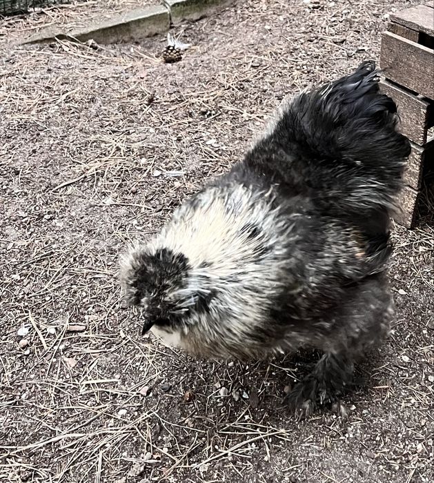 Koguty Sułtan Czarny,Silka.