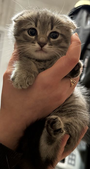 Подарую кошенят в добрі руки