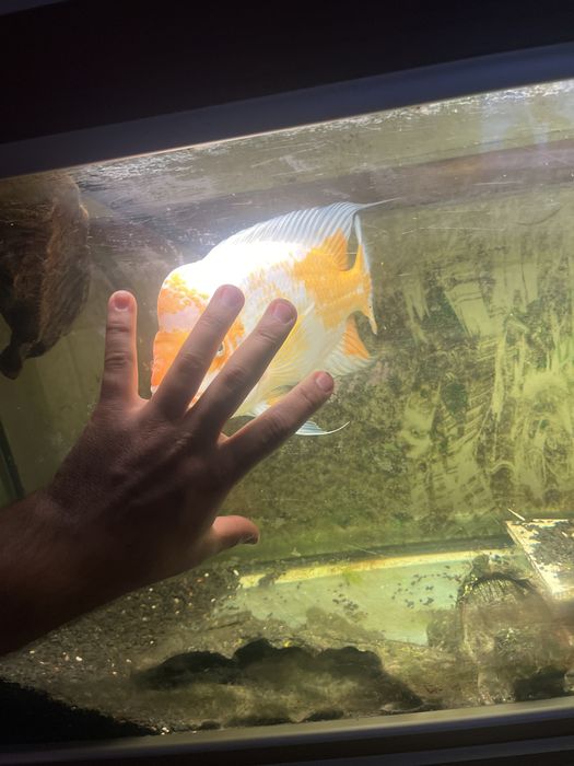 Ciclideo Midas Americano