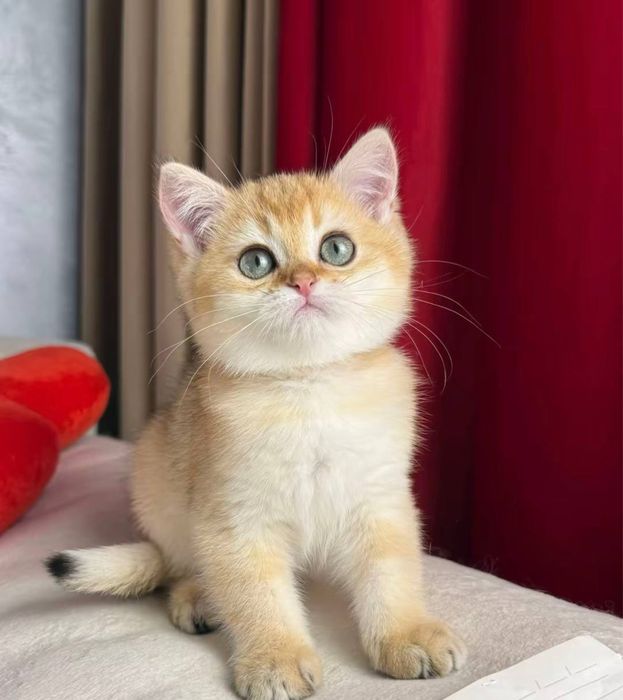 Золота шиншила хлопчик