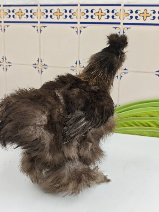 Casal/galos sedosa do Japão