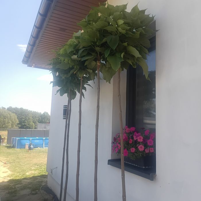 Drzewko ogrodowe Catalpa