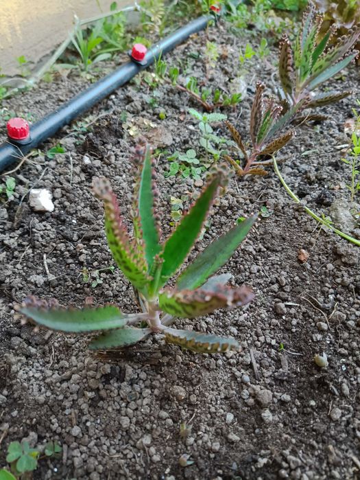 Muda de Suculenta Aranto – Planta Ornamental Fácil de Cuidar