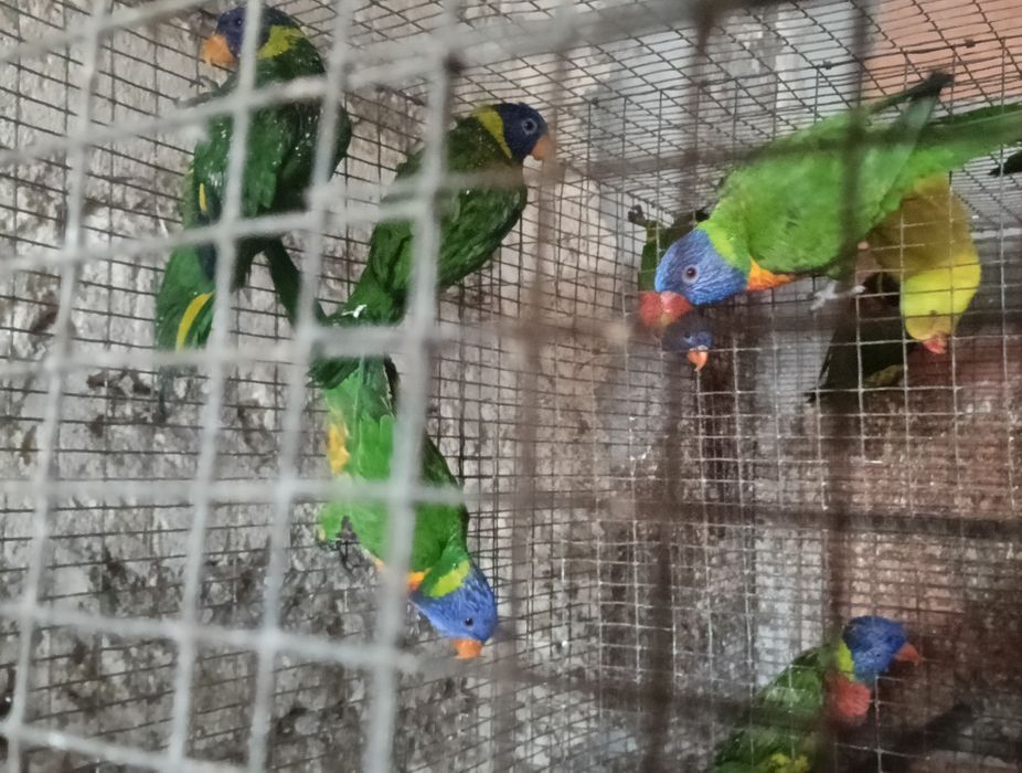 Psitacideos diversos