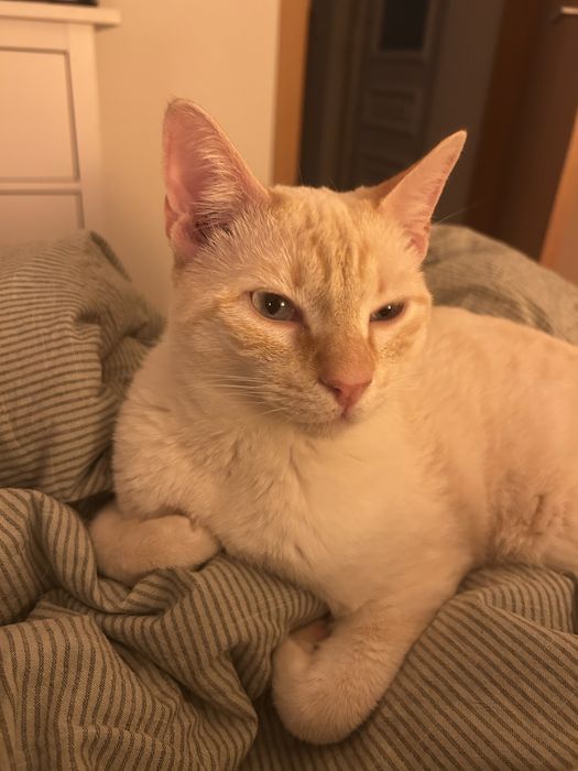 Gatinho 9 meses Adoção