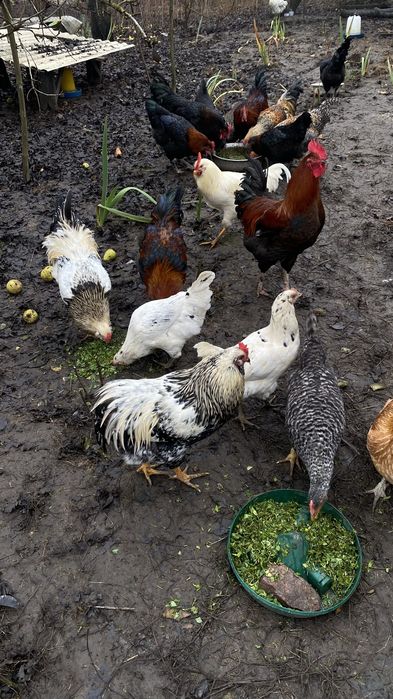 Продам півнів різних порід