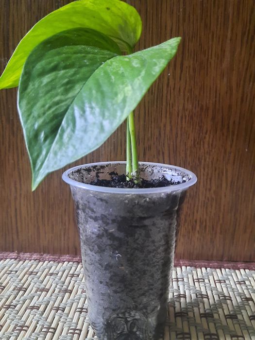 Сциндапсус эпипремнум