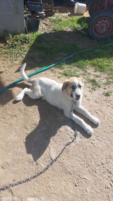 Cadela gado transmontano