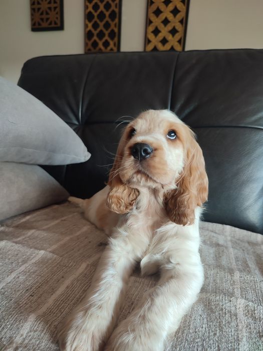 Cocker spaniel inglês