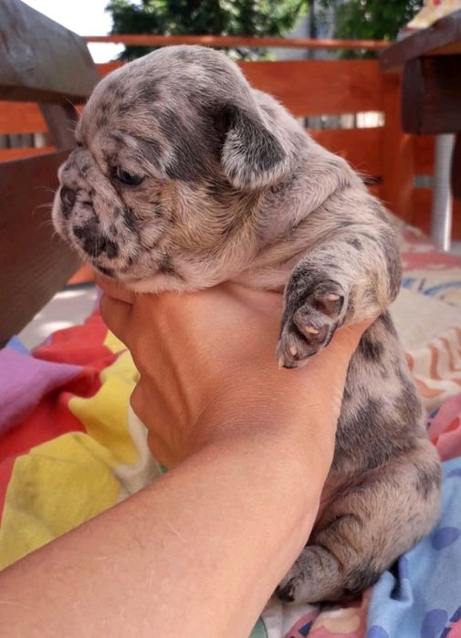 Продажа,Вязка французский бульдог мэрле