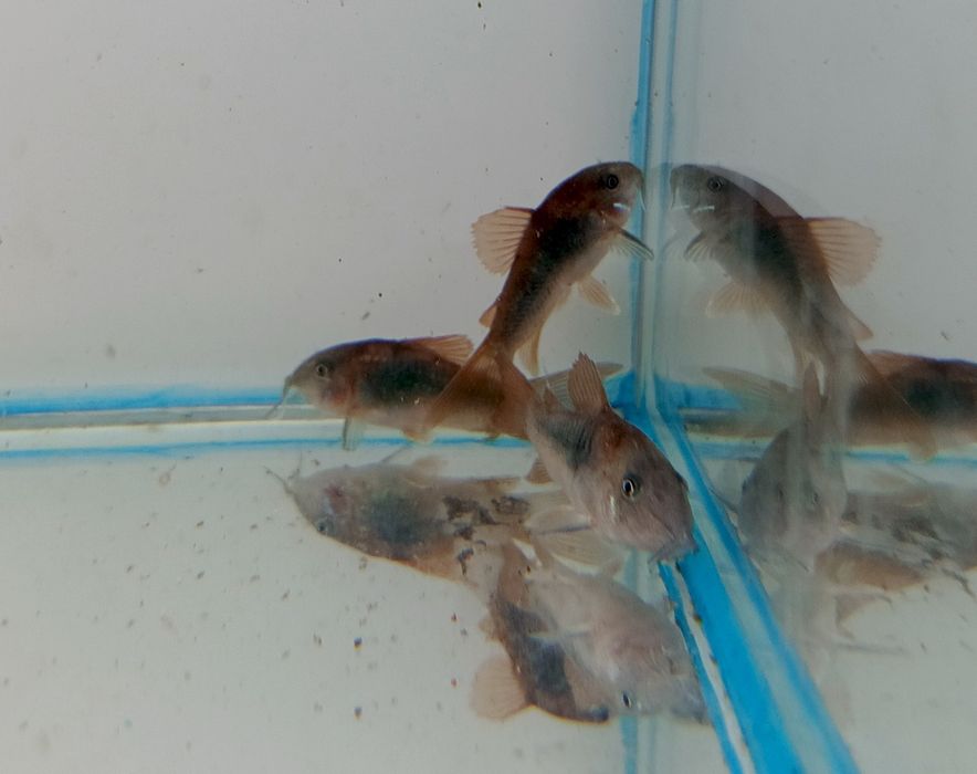 Kirys spiżowy,pstry