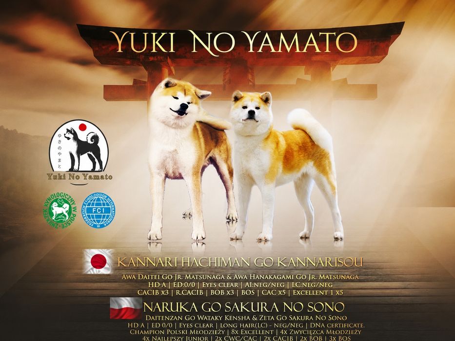 Akita Inu FCI/ZKwP już Do ODBIORU