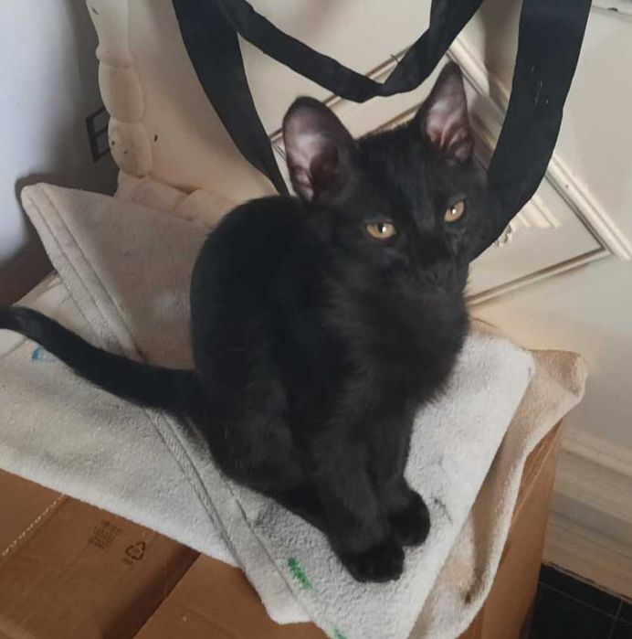 Gatinho laranja e gatinha preta
