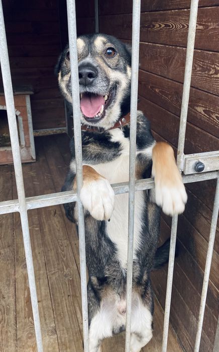 Kuba pies do adopcji Kalisz Poznań Łódź Wroclaw